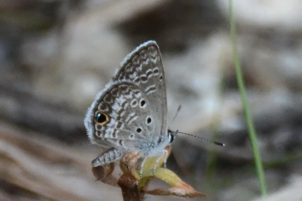 030 2015-01119822 Southern Glades, FL.JPG - Ceraunus Blue Butterfly (Hemiargus ceraunus). Southern Glades, FL, 1-11-2015